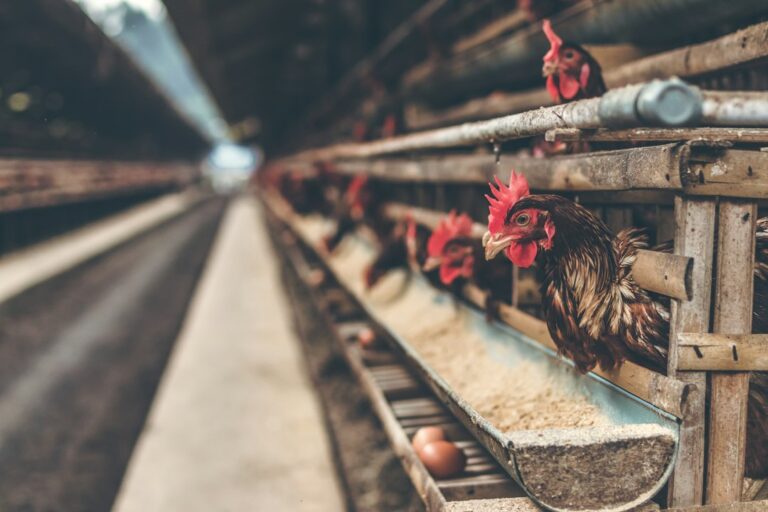 Poultry house ventilation